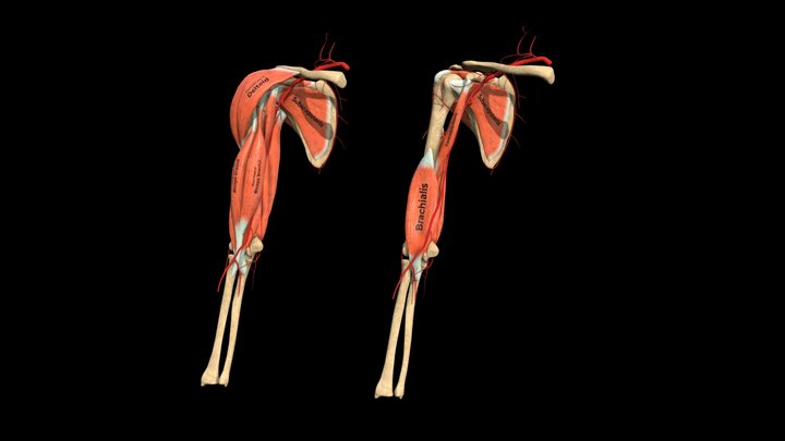 Anatomy of Muscles + Arteries of the Shoulder 3D Model