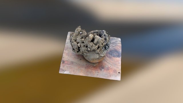Sabellaria alevolata Reef Experiment 3D Scan 3D Model