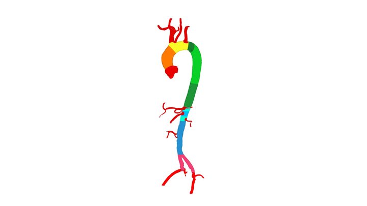 Organ Aorta 3D Model