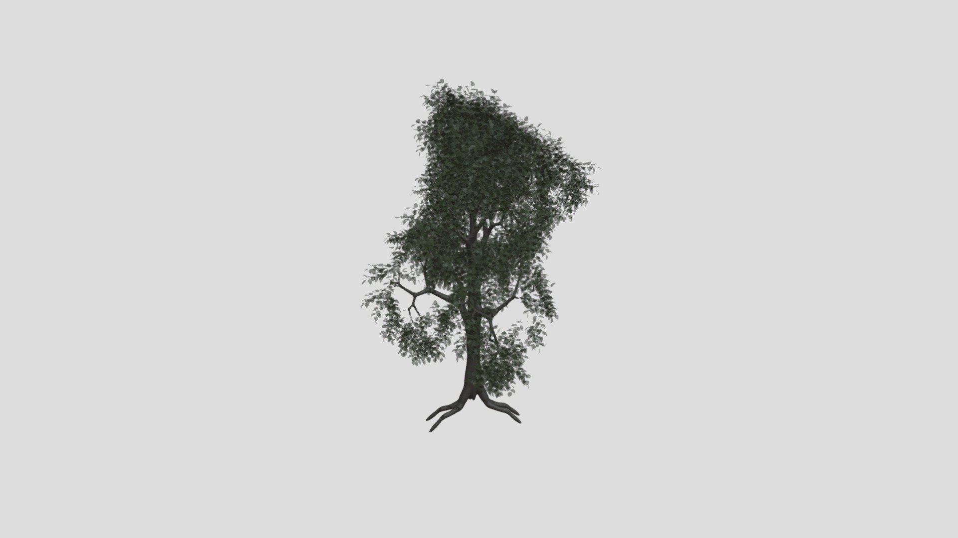 Sugar Maple Tree 3D Model