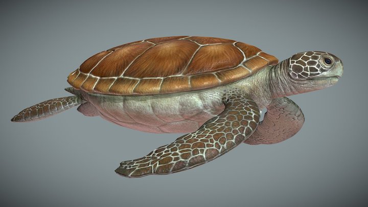 Sea turtle low poly