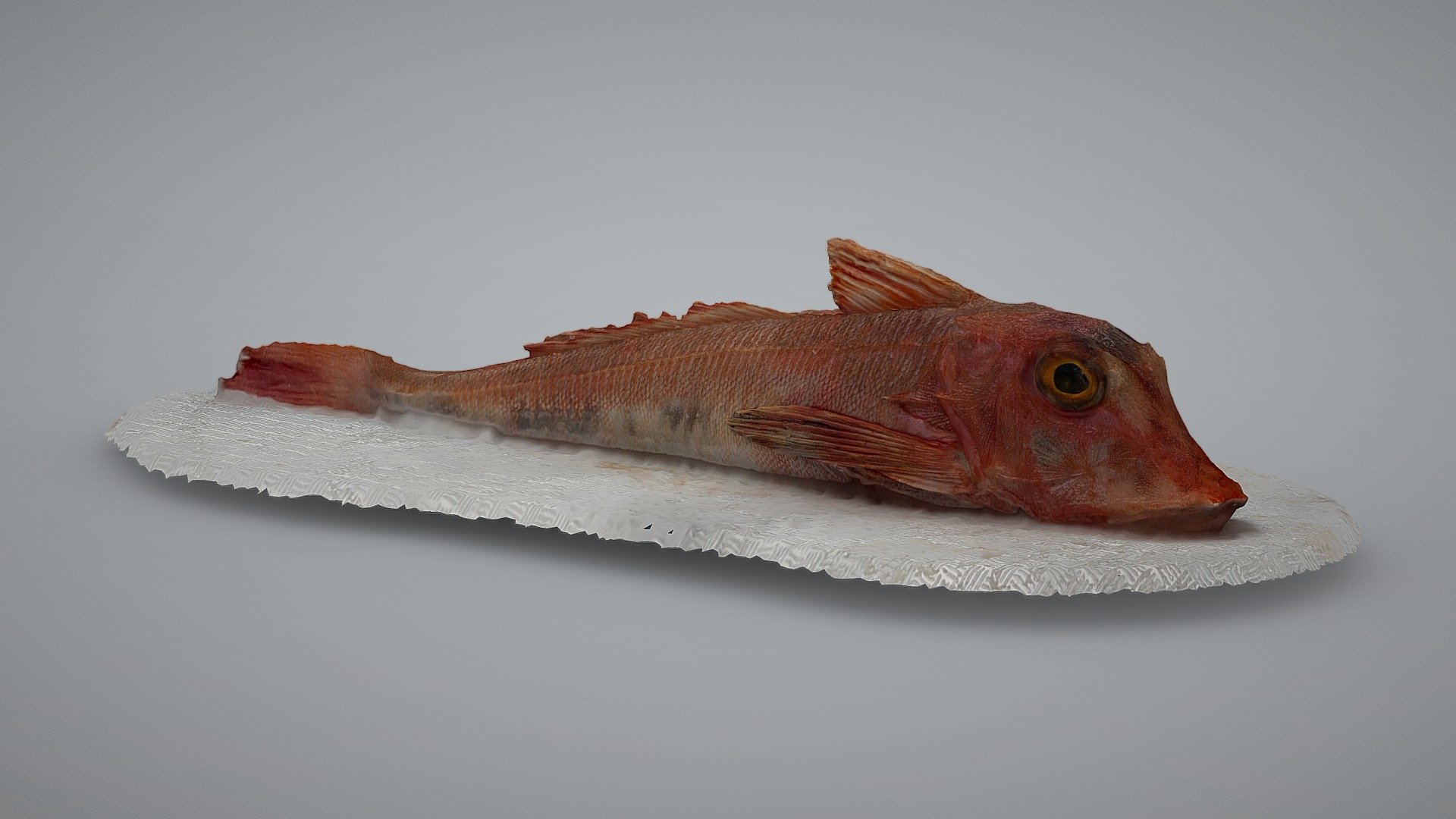 Red Gurnard, Chelidonichthys cuculus
