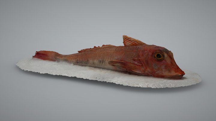 Red Gurnard, Chelidonichthys cuculus 3D Model