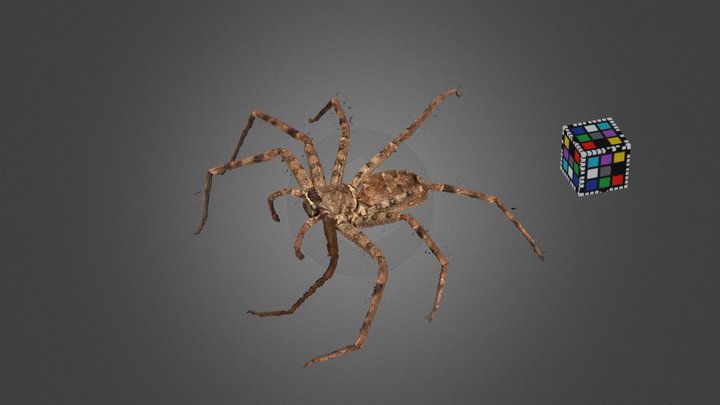 CC0 アシダカグモ 🕷️ Huntsman Spider, H. venatoria