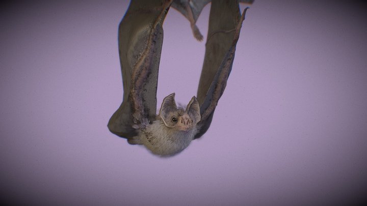 Common vampire bat (Desmodus rotundus) 3D Model