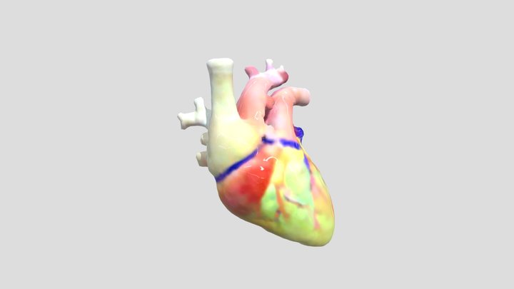 a_highly_detailed_3D_model_of_a_human_heart__The 3D Model