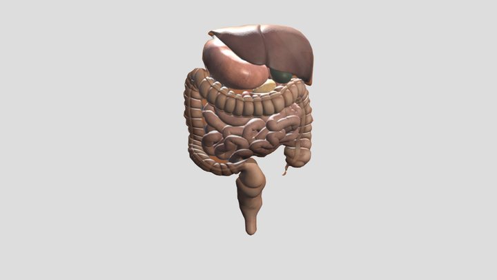 organ_organ_pencernaan_manusia_zick 3D Model