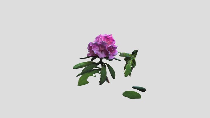 Rhododendron Kiri without mask – Modèle 3D gratuit STL