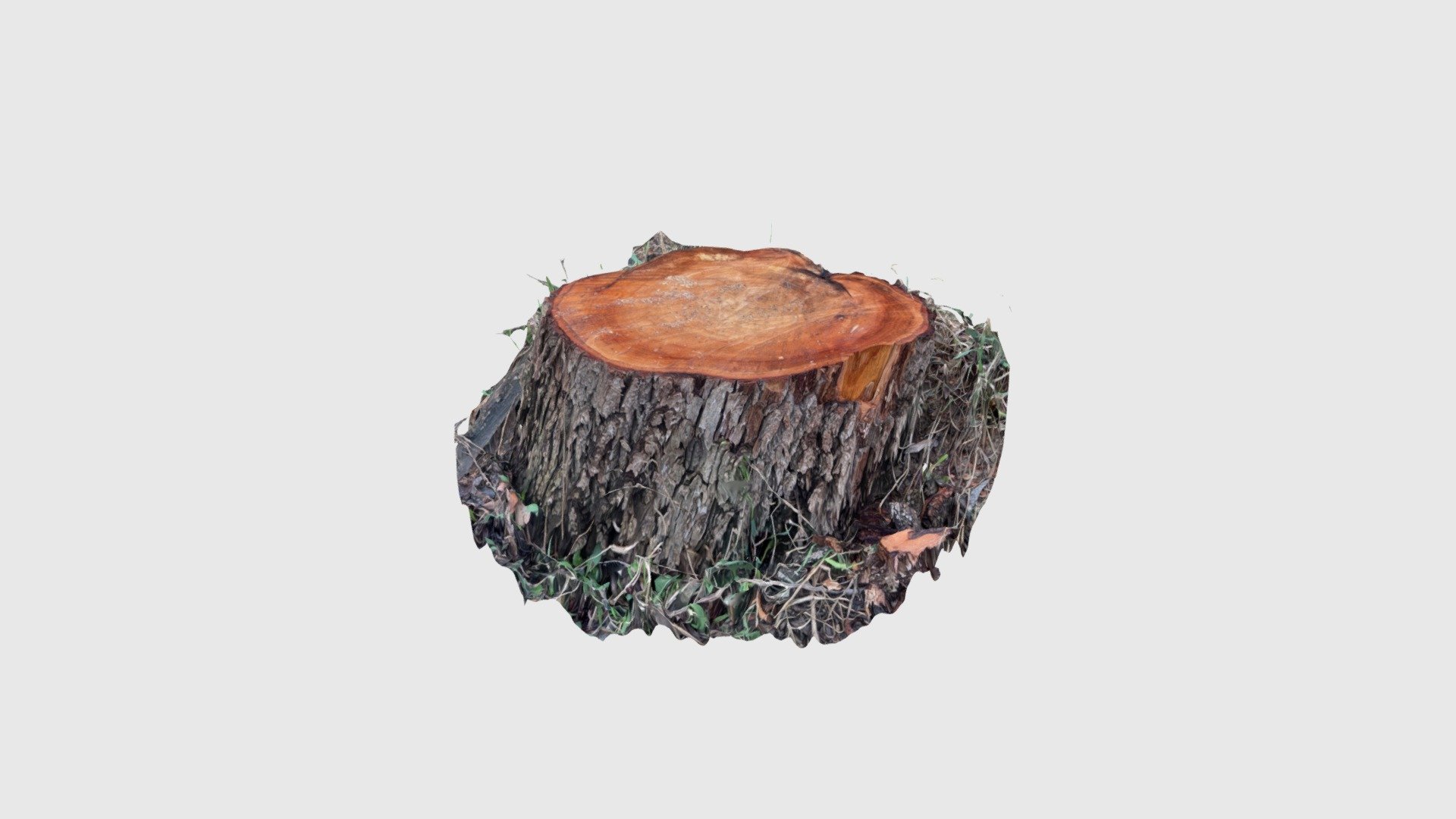 Wood Ring - Download Free 3D model by ClaasKuhnen [c93ec05] - Sketchfab