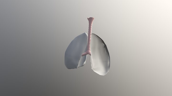 Lungs 3D Model