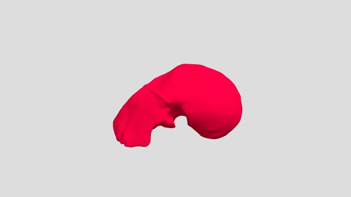 Liver Organ 3D Model