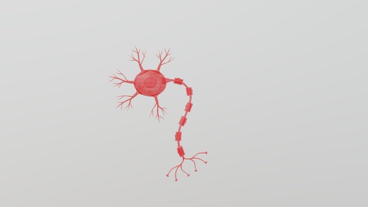 Stylized Human Neuron Cell 3D Model