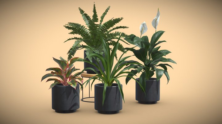 Indoor Plants Pack 37 3D Model