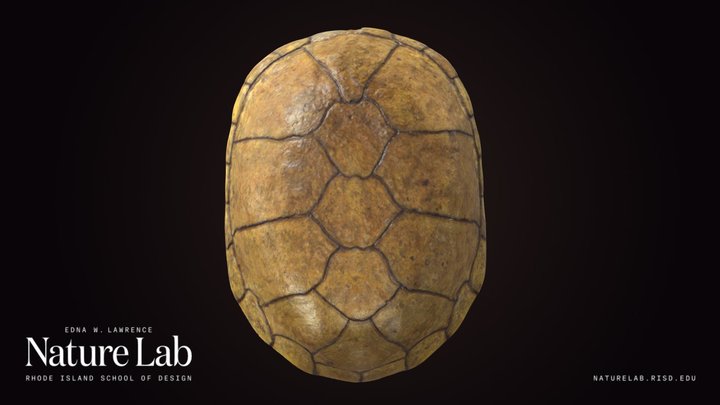 Yellow Mud Turtle Shell – Free 3D Model STL