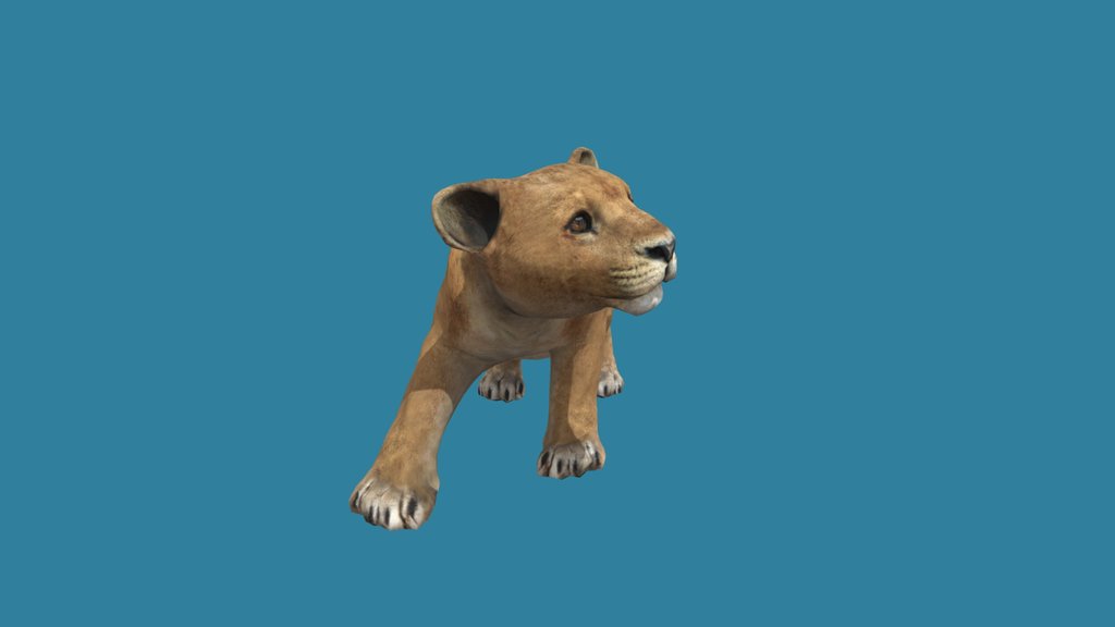 Baby Lion
