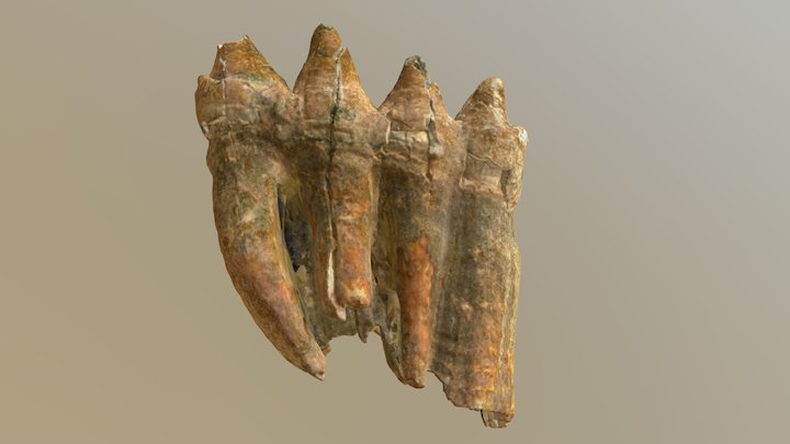 Mastodon Molar (VCU_3D_2897) – Modello 3D gratuito STL