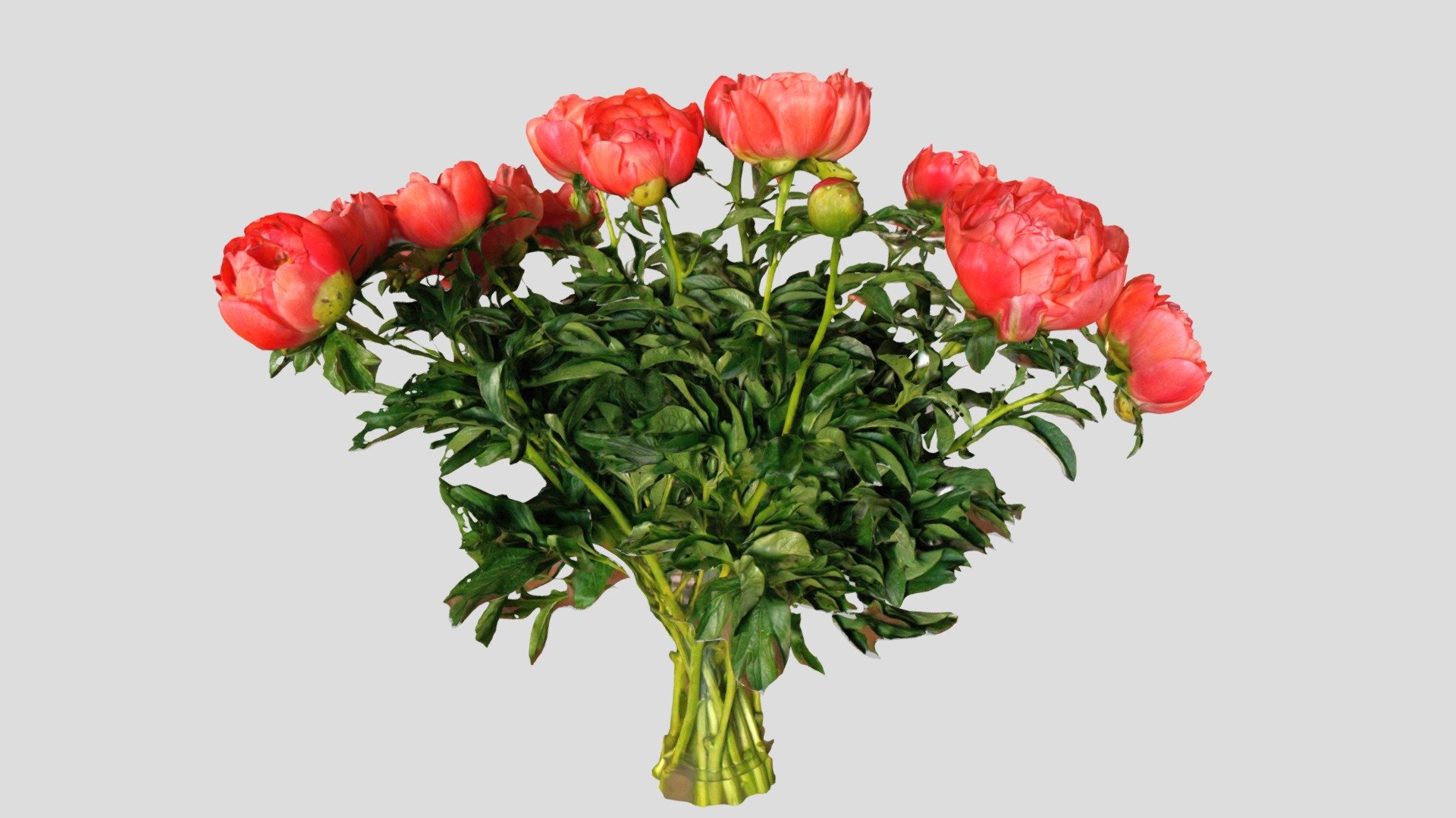 Peony at home — Sketchfab embed 3D viewer
