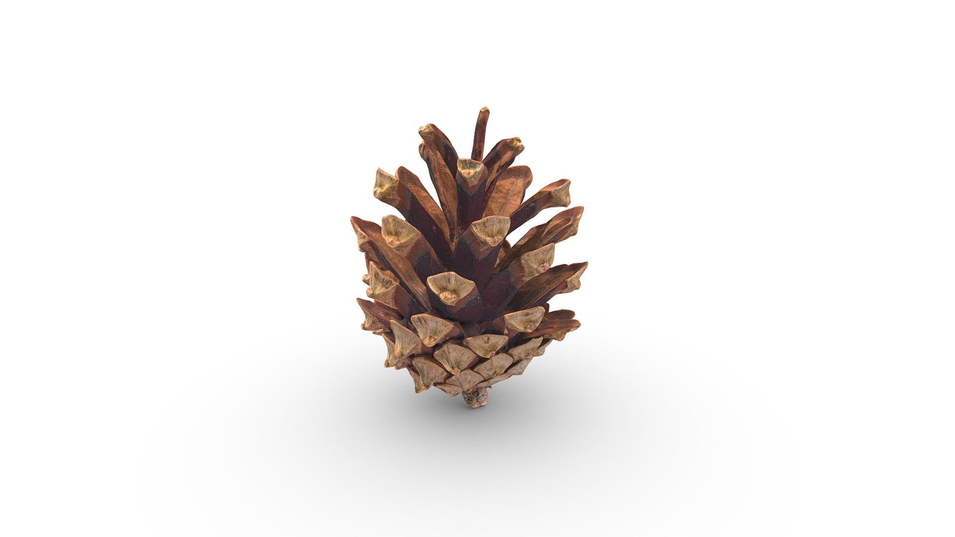 Pine Cone - 3D model by RawCatalog.com (@rawcatalog) [c95d68a] - Sketchfab