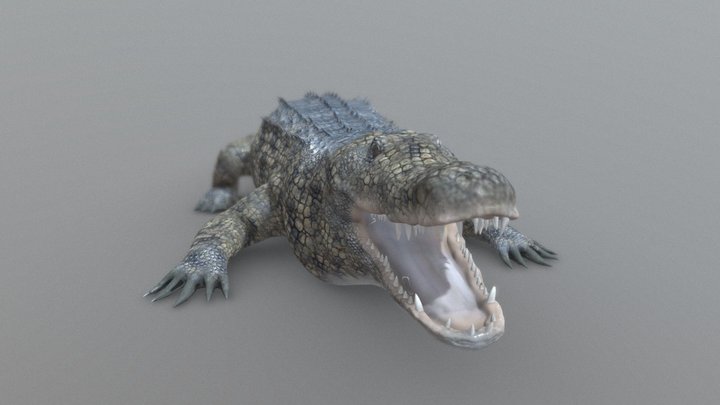 Crocodile High Poly