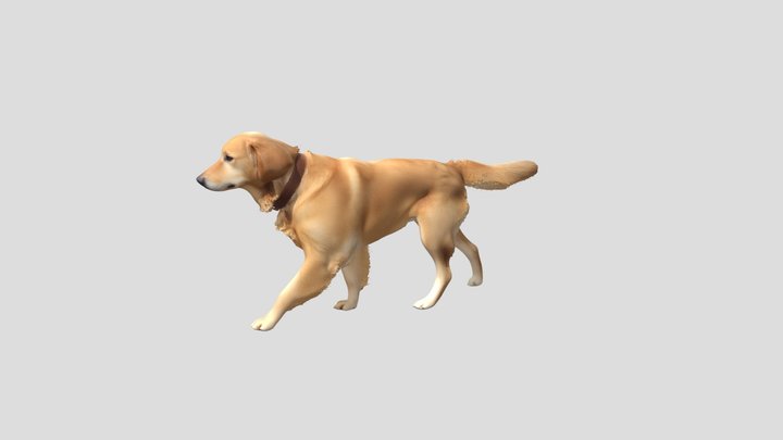 Golden Retriever In Motion – Kostenloses 3D-Modell STL