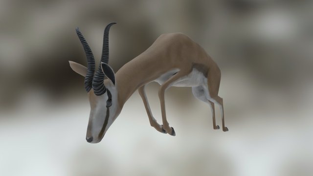 Thomson's Gazelle 3D Model