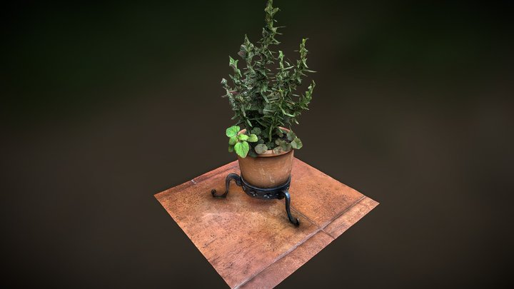 Salvia rosmarinus 3D Model