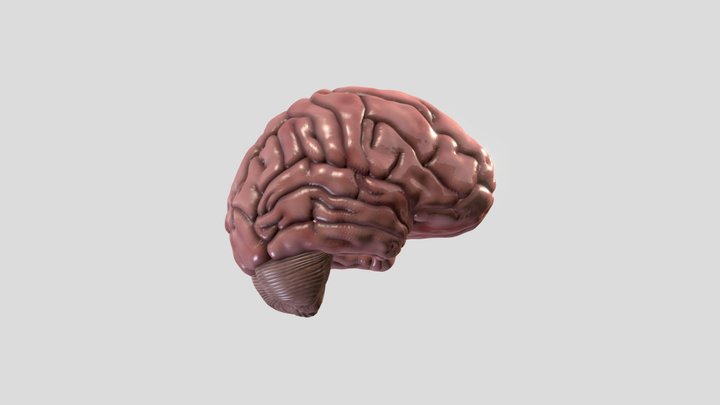 Brain – Free 3D Model STL