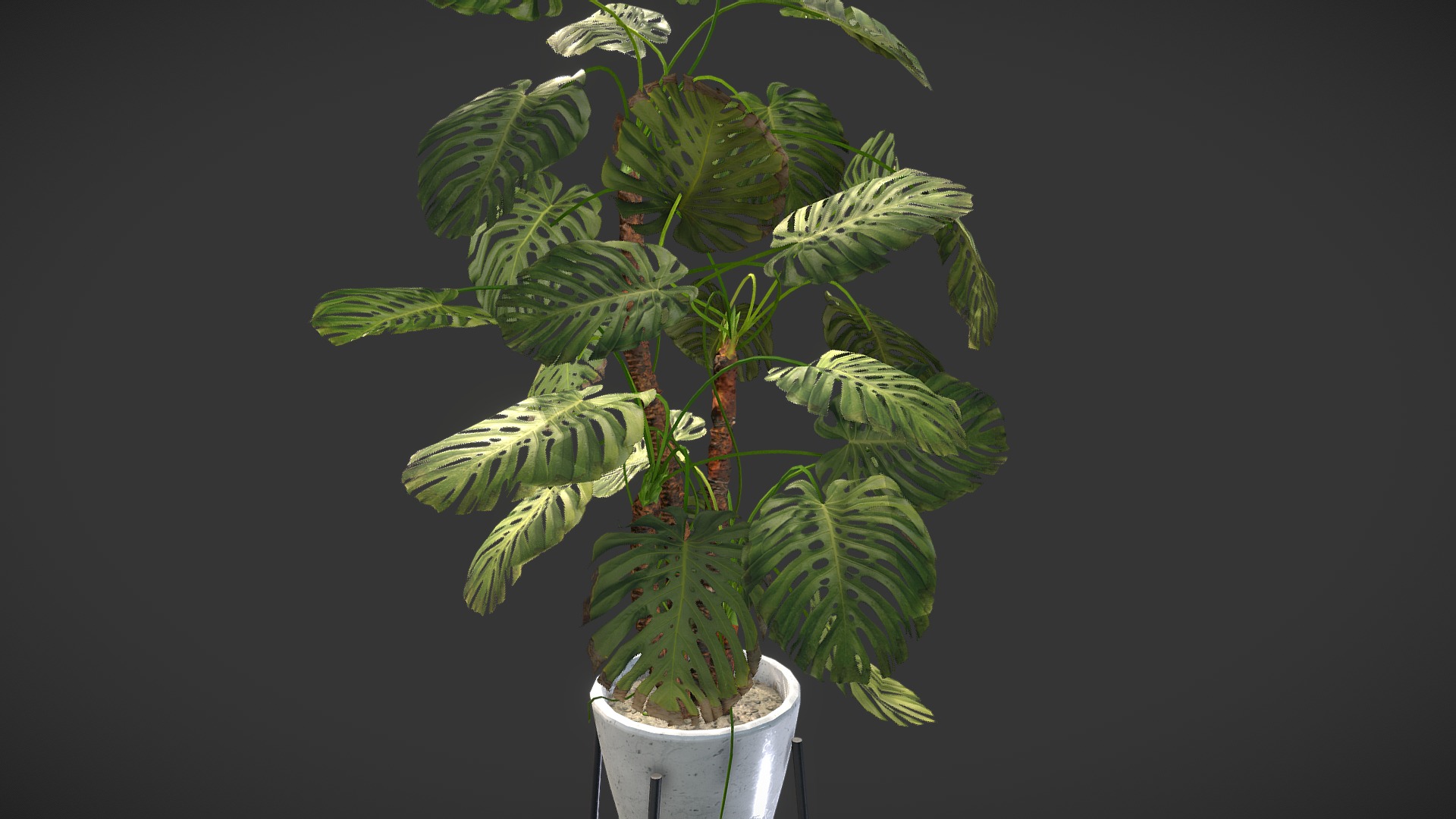 3D model Plant - This is a 3D model of the Plant. The 3D model is about a potted plant with green leaves.