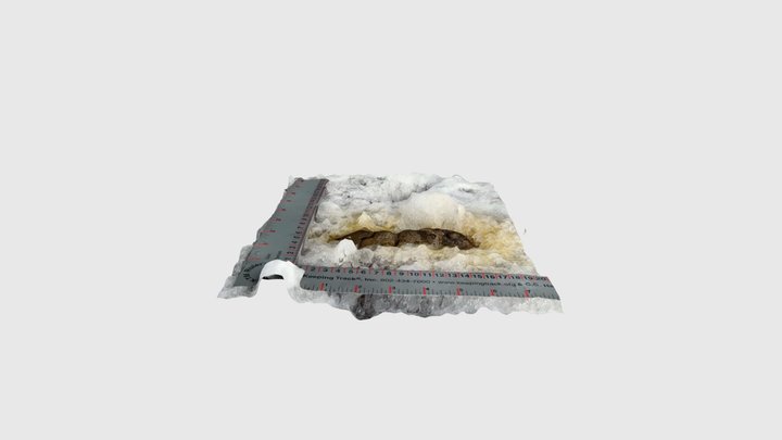 Coyote scat and white tailed deer track. Swan V… 3D Model