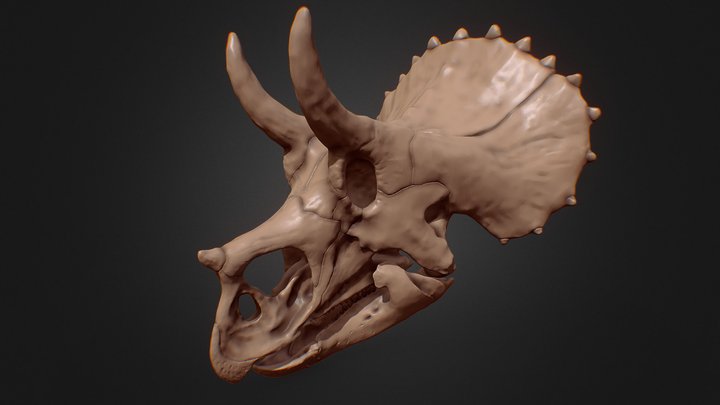 Triceratops juvenile skull 3D Model