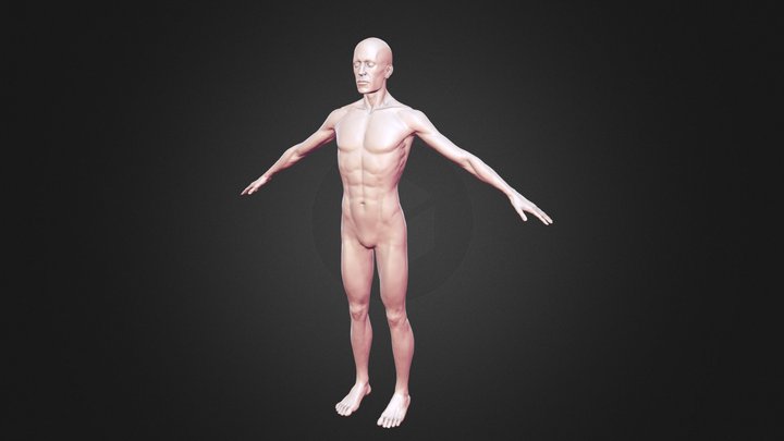 Body Anatomy Male 3D Model
