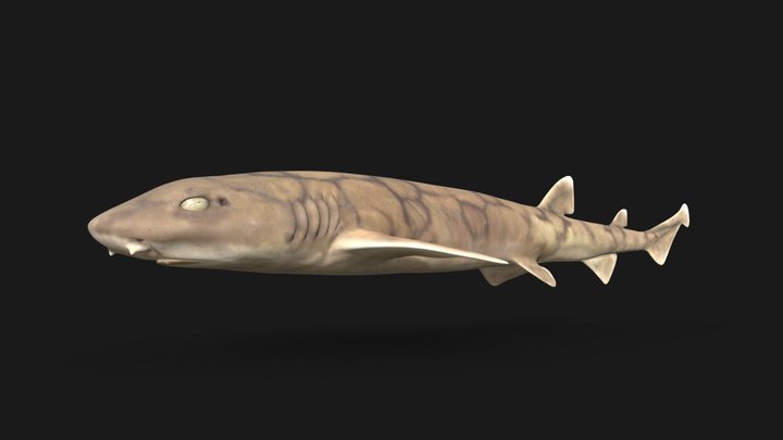 Chain Catshark (Scyliorhinus retife) - Female 3D Model