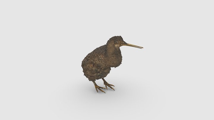 Kiwi 3D Model