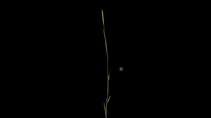 CC0 セトガヤ Japanese Foxtail, Alopecurus japonicus