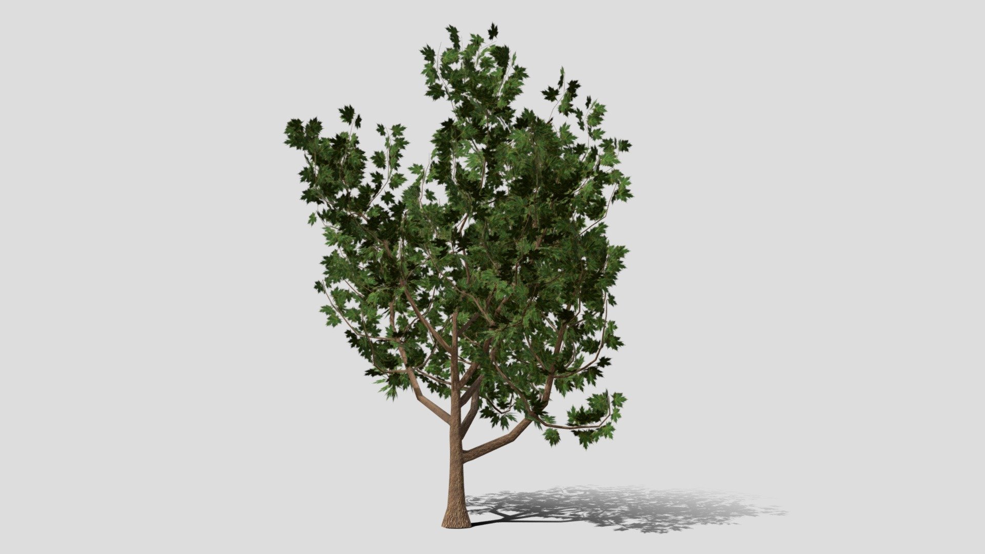 Maple tree Buy Royalty Free 3D model by Antaress3D