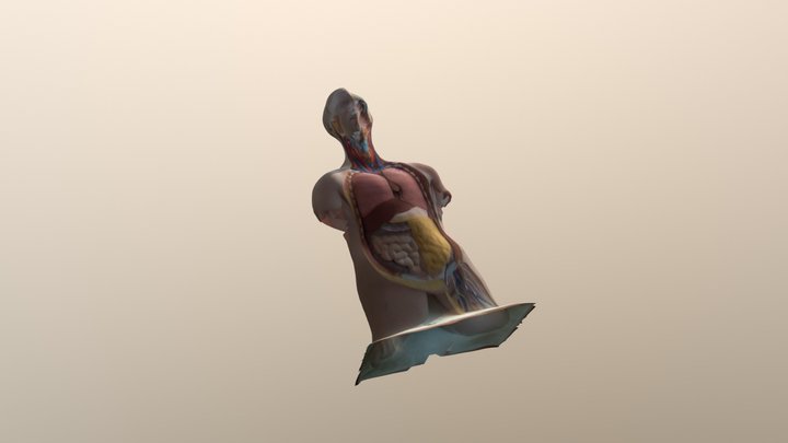 Cuerpo Humano 3D Model