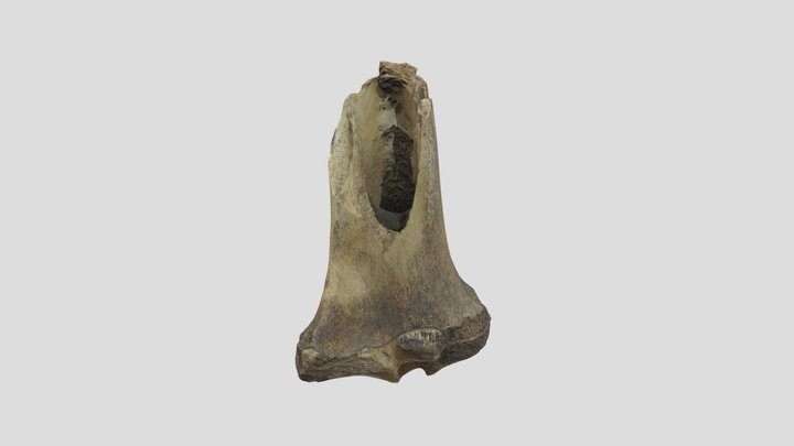 Machacador sobre tibia 3D Model