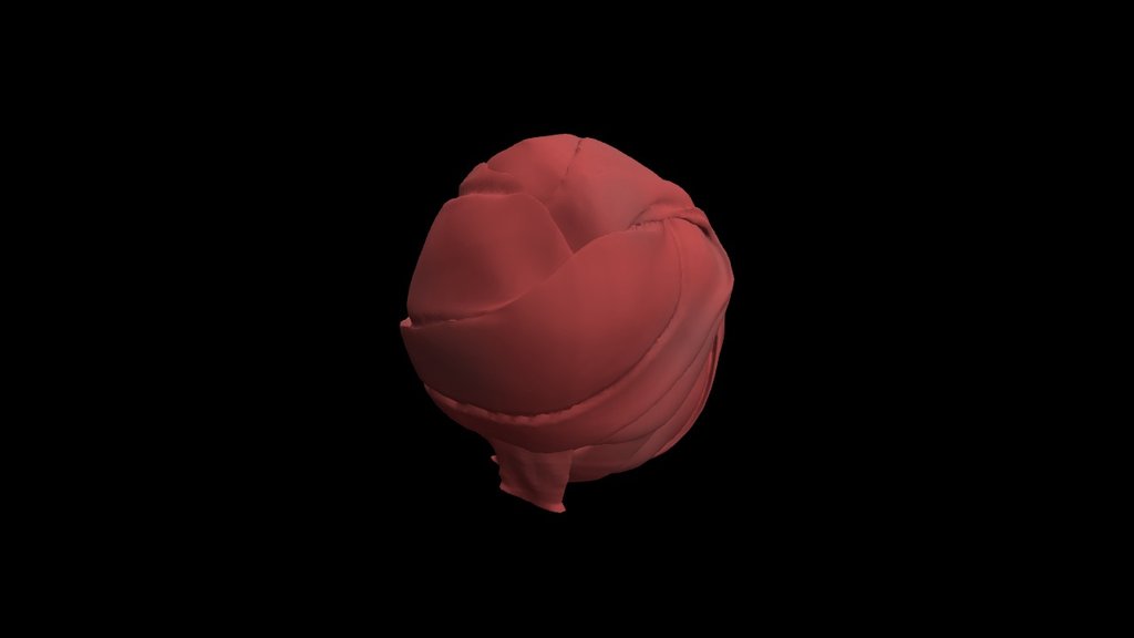 Turban - 3D model by Ash Lae (@ashlae0816) [c98736f] - Sketchfab