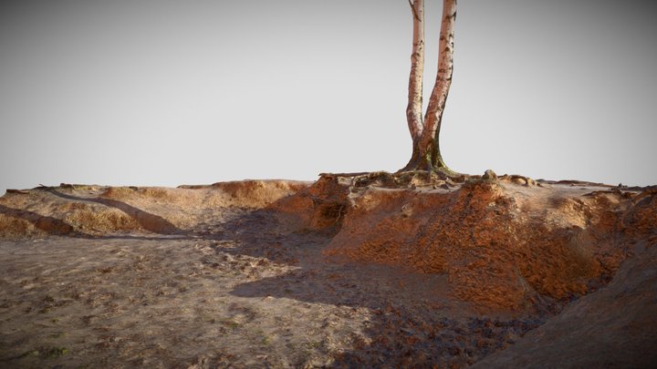 silver birch - 3D model by Jamlu69 [74450e8] - Sketchfab