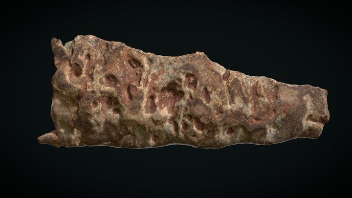 OPH2028  Carcharodontosaurid maxilla 3D Model