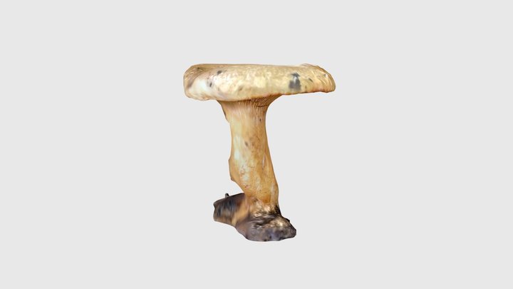 きのこ 3D Model