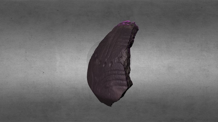 Frammento di Capeduncola 3D Model