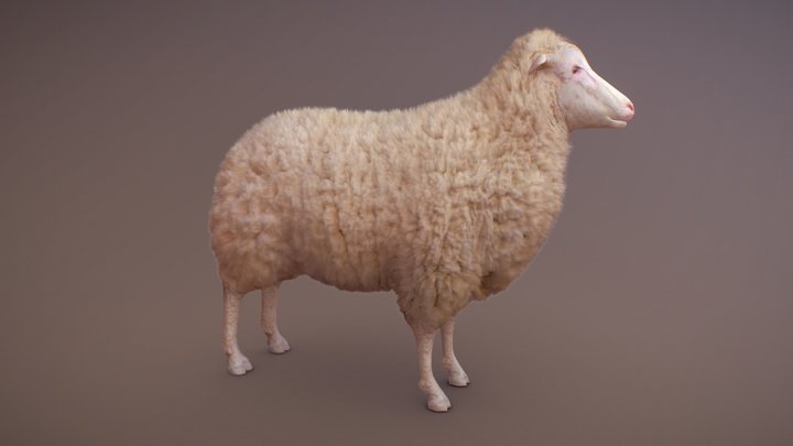 Sheep test 3D Model
