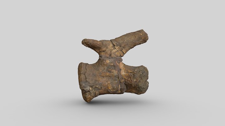 Zby atlanticus caudal vertebra 3D Model