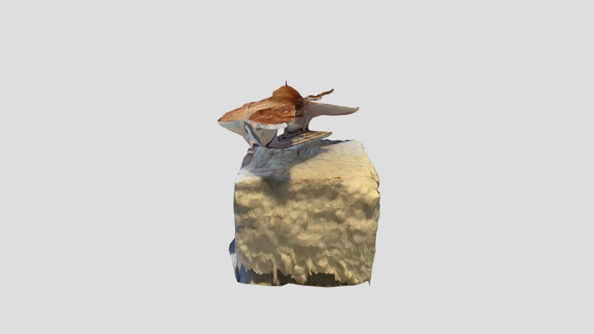 Polilla