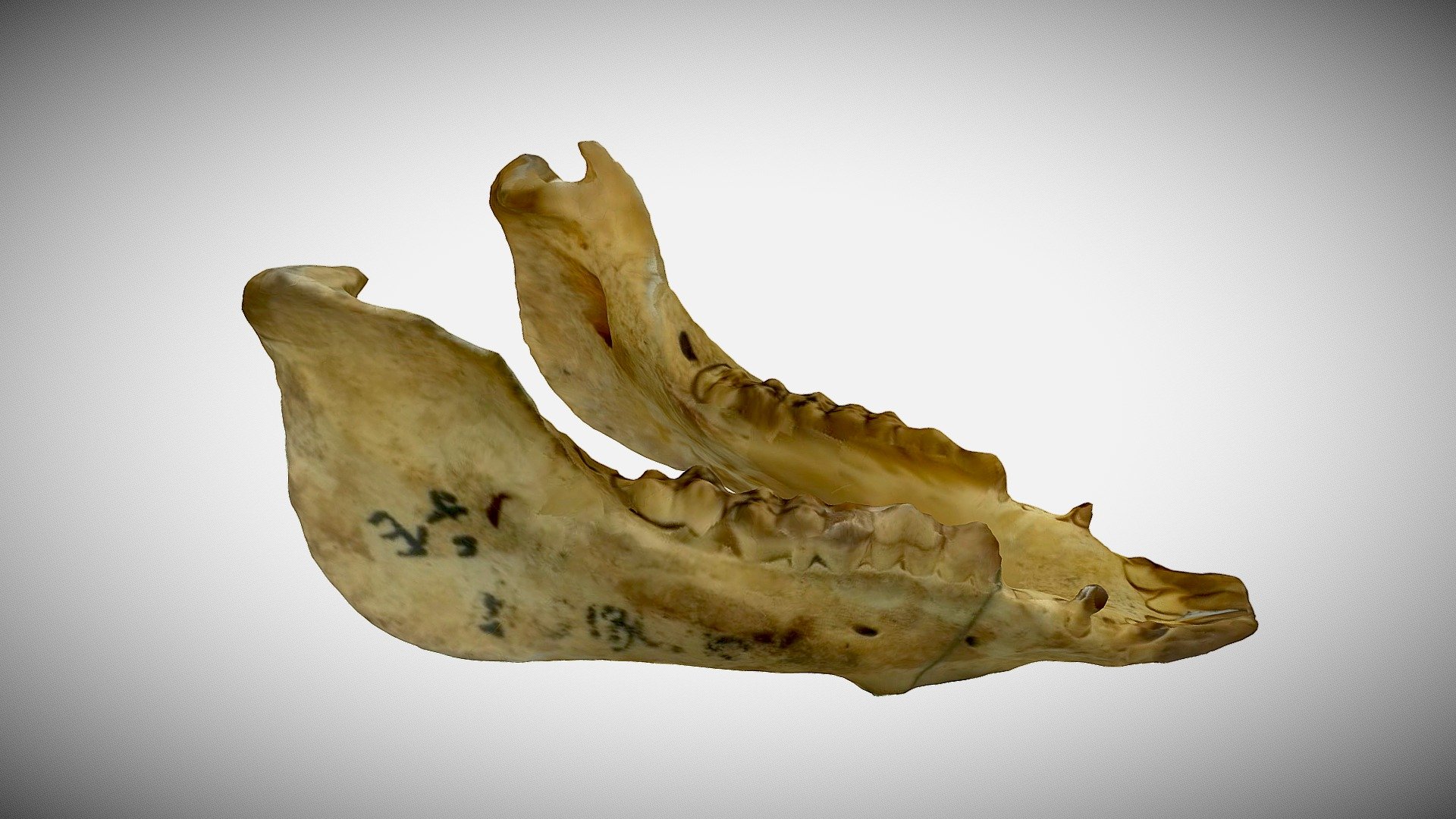 Bone - Download Free 3D model by itsmerolfzurc [c9a861e] - Sketchfab