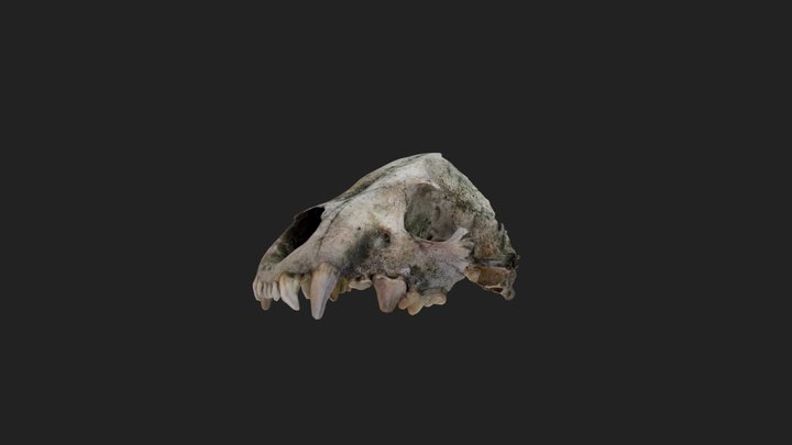 Old Spotted Hyena Skull - with STL File 3D Model