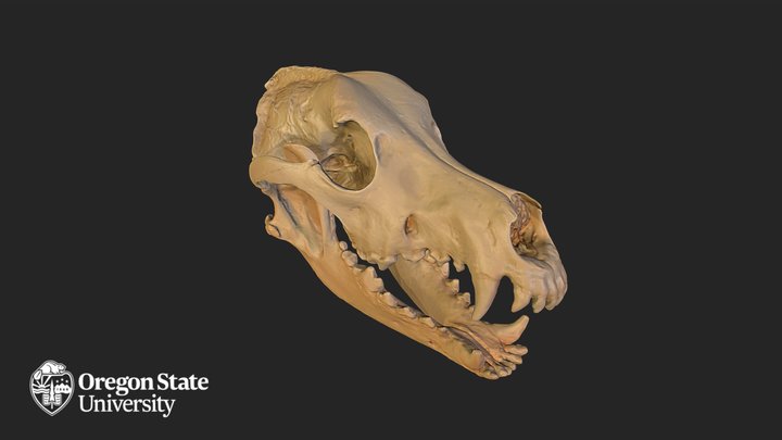 German Shepherd Skull 3D Model