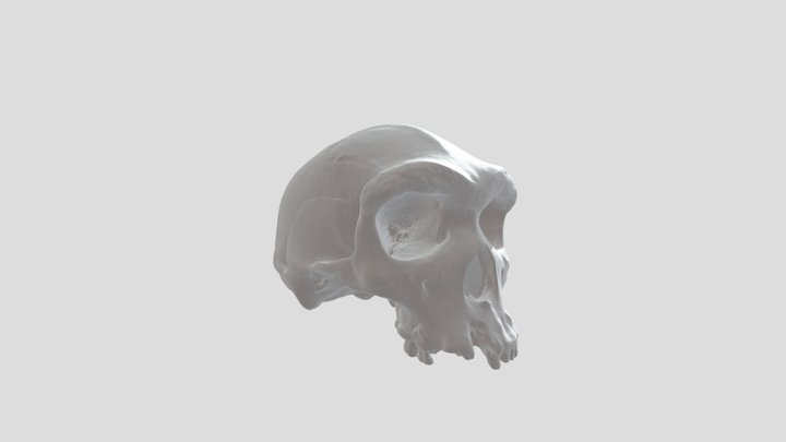heidel 3D Model