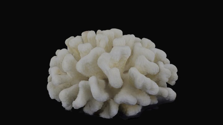 Pocillopora verrucosa 3D Model